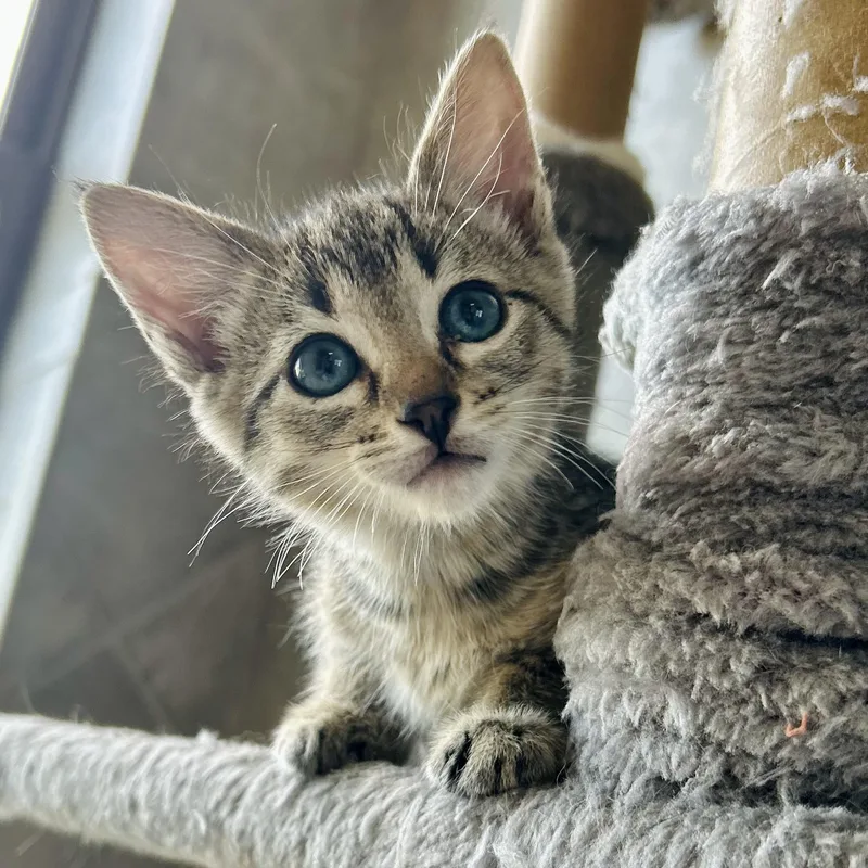 A baby small-sized male Tabby (Buff / Tan / Fawn) American Shorthair cat named Lumiere for adoption in Seguin, TX