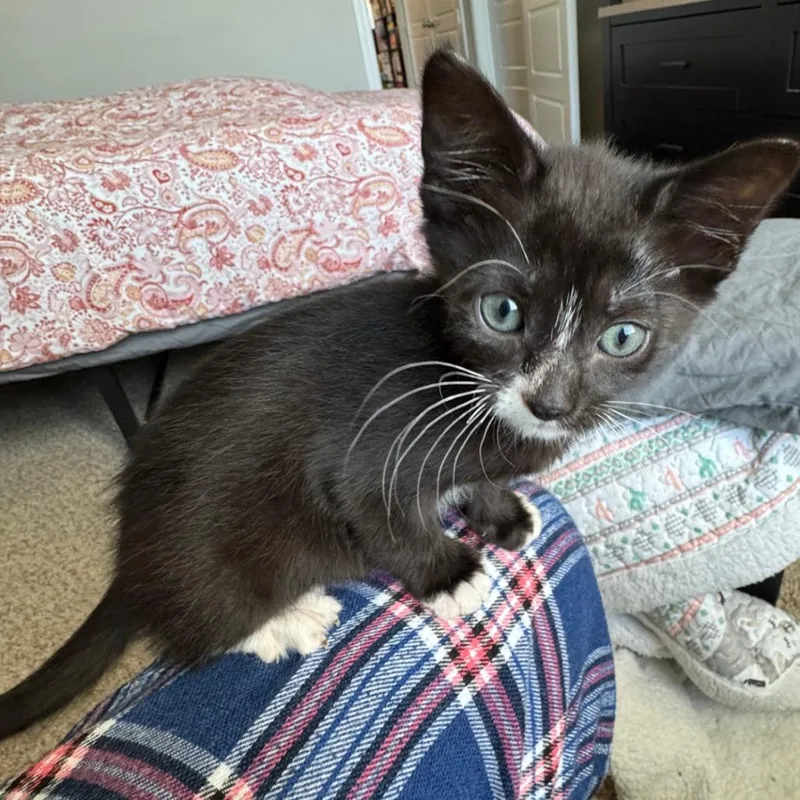 A baby small-sized female Black Domestic Short Hair cat named Tiger Lilly for adoption in Austin, TX