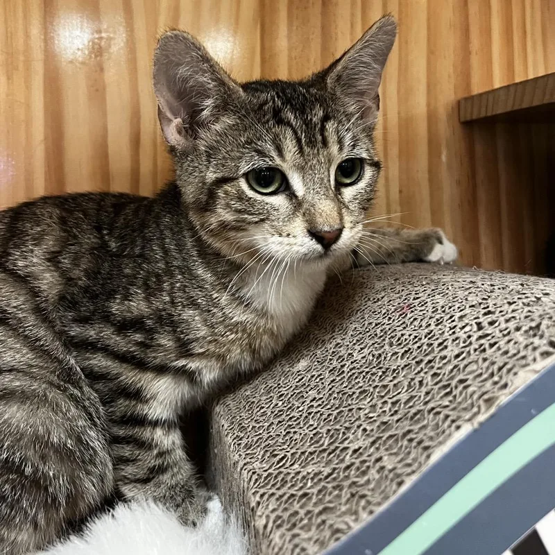 A baby small-sized male Brown / Chocolate Domestic Short Hair cat named Hobi for adoption in Yucca Valley, CA