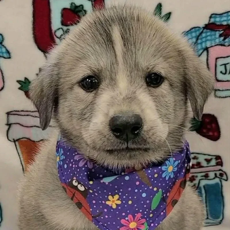 Neptune