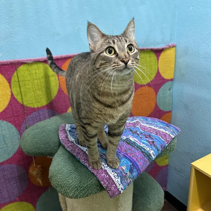 An adult large-sized male Brown / Chocolate Domestic Short Hair cat named Boomer for adoption in Springfield, MO