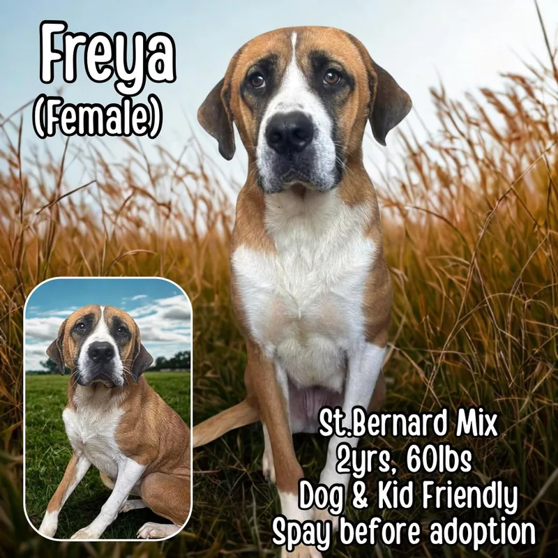 A young large-sized female Brown / Chocolate Saint Bernard dog named Freya for adoption in Lancaster, KY