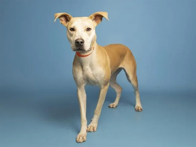 A young medium-sized female Pit Bull Terrier dog named Brulee for adoption in Phoenix, AZ