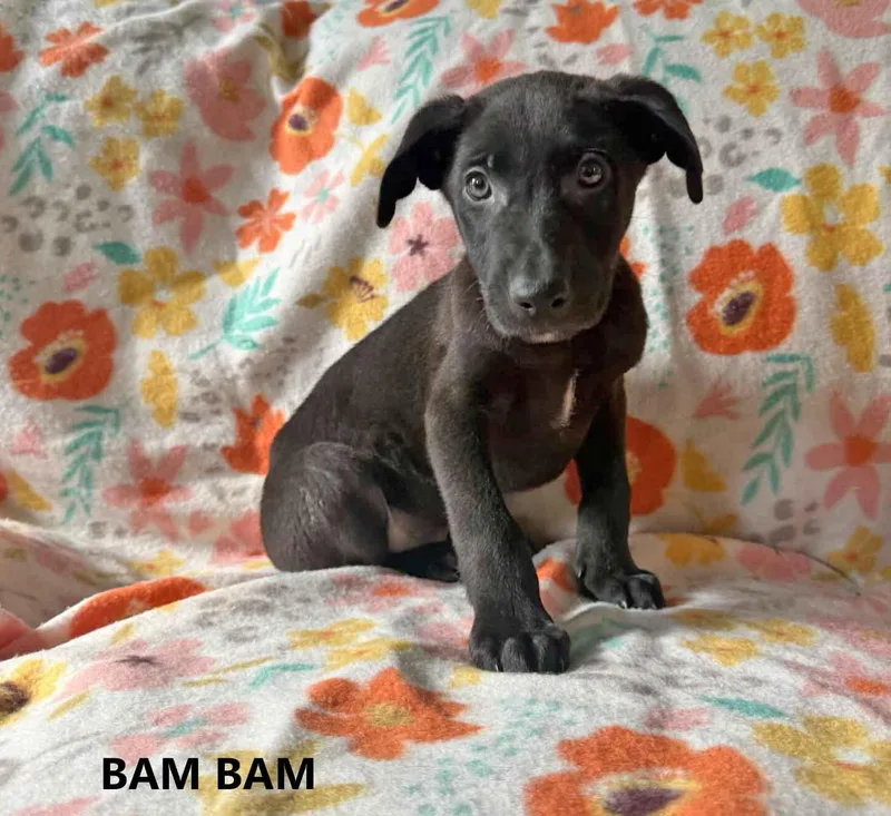 A baby medium-sized male Yellow / Tan / Blond / Fawn German Shepherd Dog dog named Bam Bam for adoption in Washington, GA