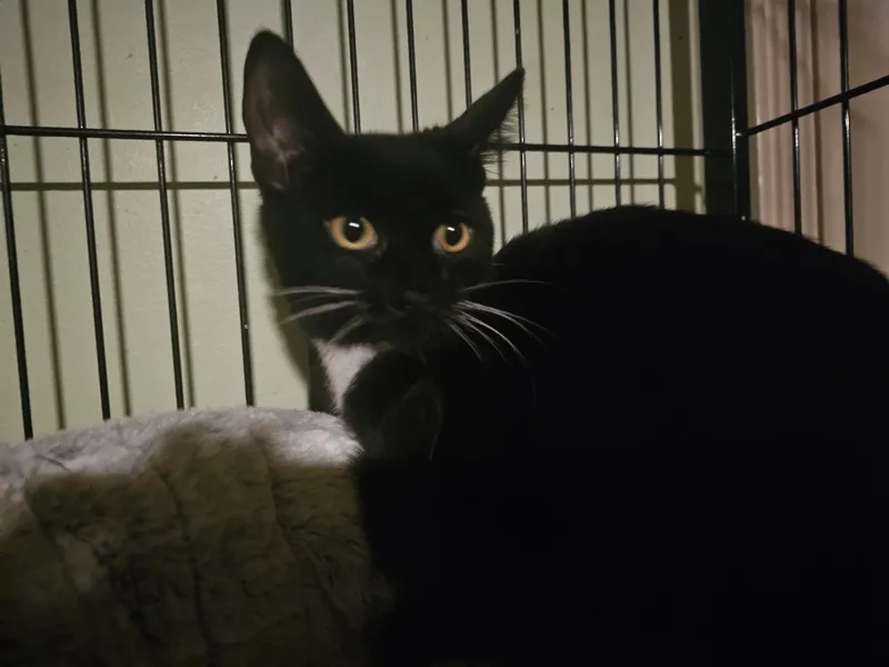 Mistletoe thumbnail 2