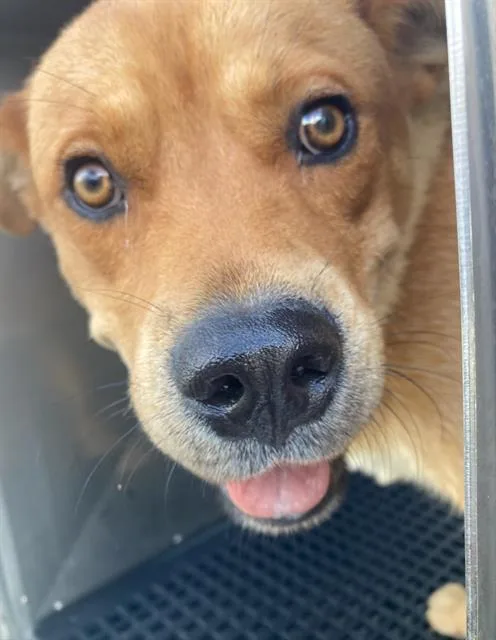 A young large-sized male Labrador Retriever dog named Milo for adoption in Dallas, TX