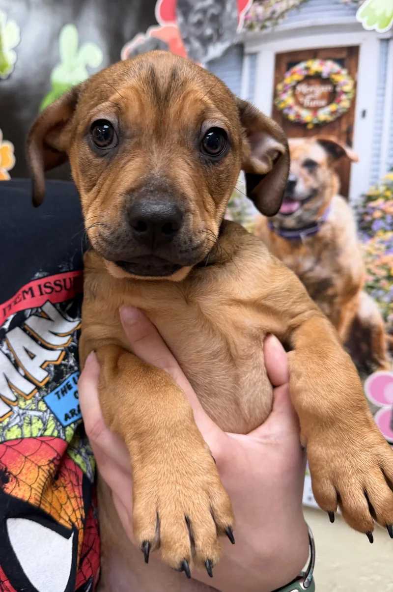 A young medium-sized male American Bulldog dog named Teddy Graham for adoption in Sanford, NC