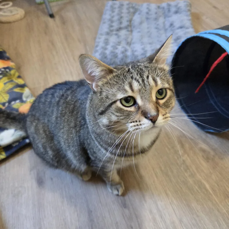 An adult large-sized male Domestic Short Hair cat named Julian for adoption in Manistique, MI