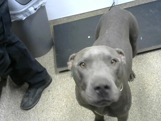 An adult medium-sized female Pit Bull Terrier dog named Azul for adoption in Albuquerque, NM