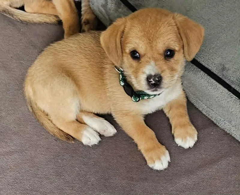 A baby medium-sized female Mixed Breed dog named Mira for adoption in Mesa, AZ