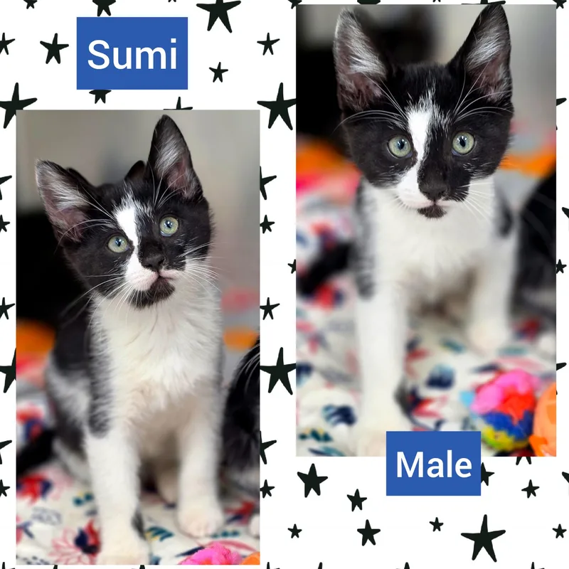 A baby medium-sized male Black & White / Tuxedo Domestic Short Hair cat named Sumi for adoption in Beaverton, OR