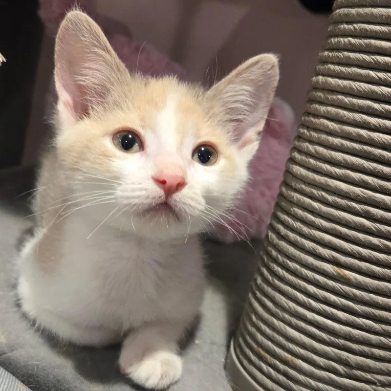A baby small-sized female Torbie Domestic Short Hair cat named Tutti Frutti for adoption in Waukesha, WI
