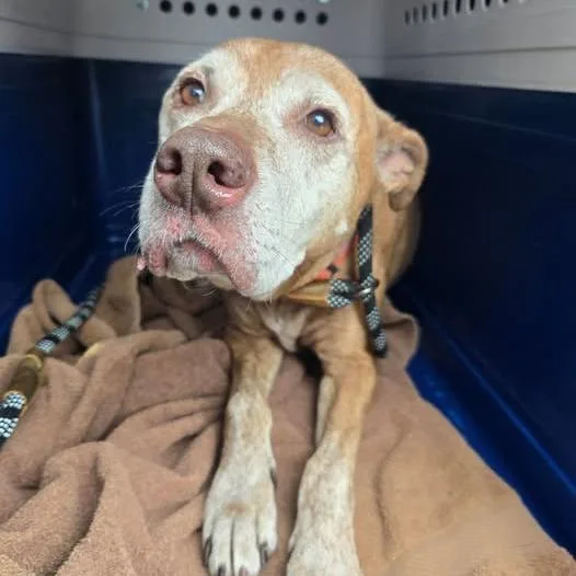 A senior medium-sized female Brown / Chocolate Pit Bull Terrier dog named Lily for adoption in Bristol, IN