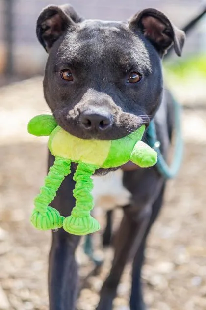 An adult medium-sized male Mixed Breed dog named Arty for adoption in Chamblee, GA