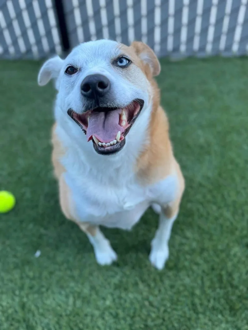 An adult medium-sized male Cattle Dog dog named Chuck Norris for adoption in Prineville, OR