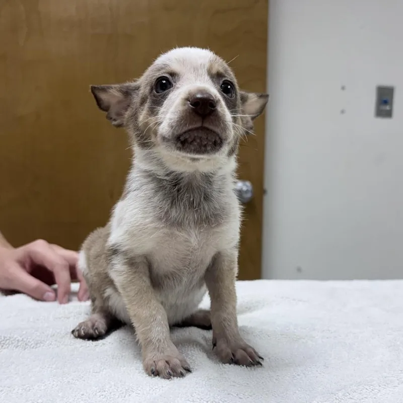 A baby small-sized female Cattle Dog dog named April for adoption in Tyler, TX