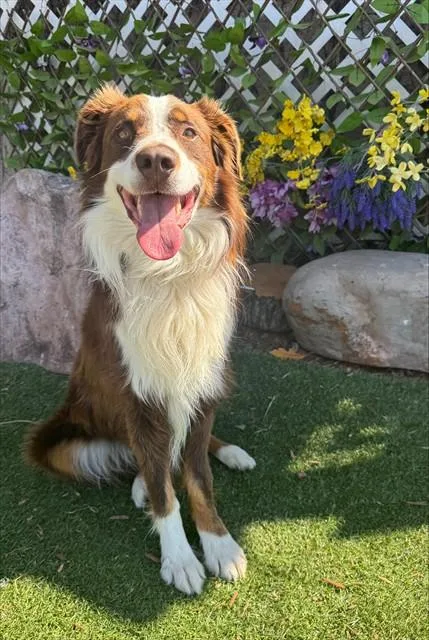 A young medium-sized male Australian Shepherd dog named Murphy for adoption in Oklahoma City, OK