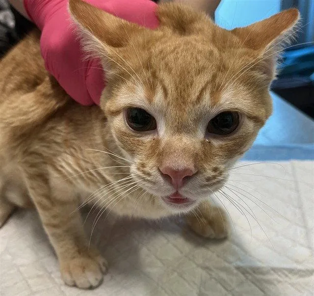 A young small-sized male Domestic Short Hair cat named Steve for adoption in Tavares, FL
