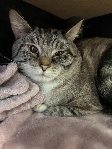 An adult large-sized male Domestic Short Hair cat named Dexter for adoption in Salt Lake City, UT