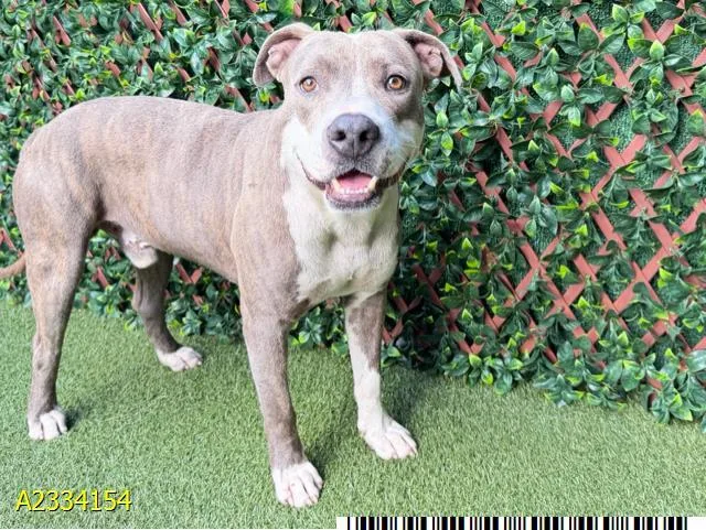 An adult large-sized male Mixed Breed dog named Woofles for adoption in West Palm Beach, FL