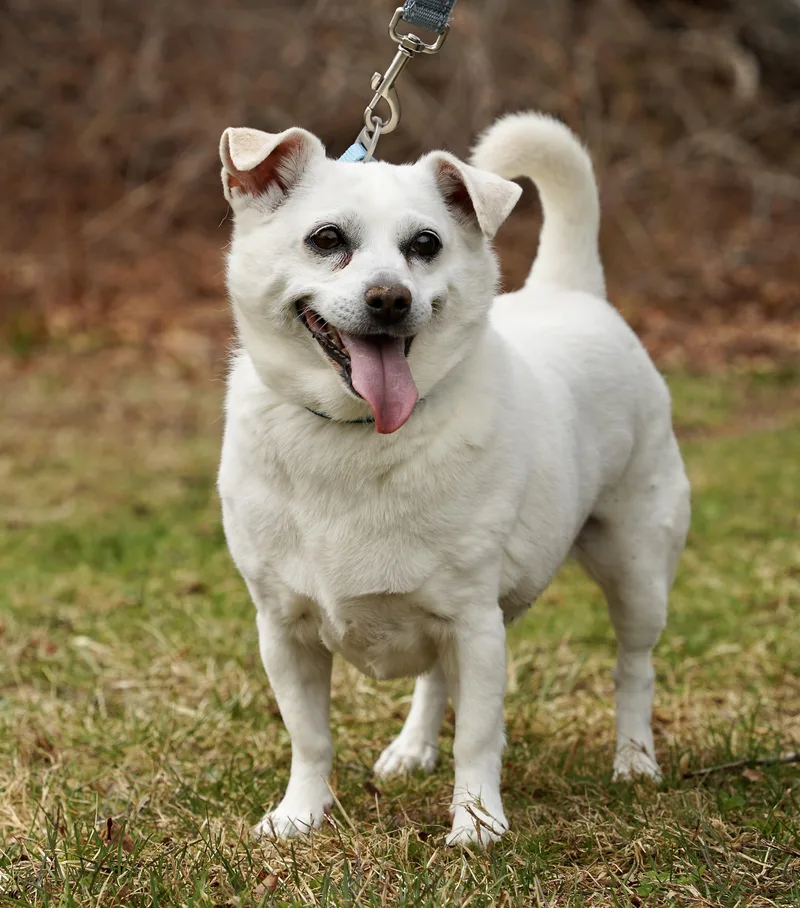 A senior small-sized female White / Cream Chihuahua dog named Lexi for adoption in Scituate, MA