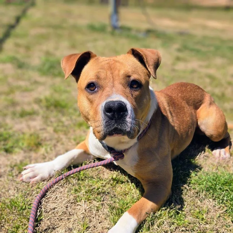 A young medium-sized female Mixed Breed dog named Mina for adoption in Douglasville, GA