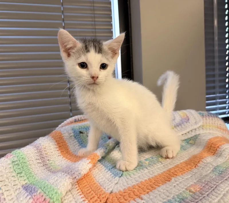 Elvis