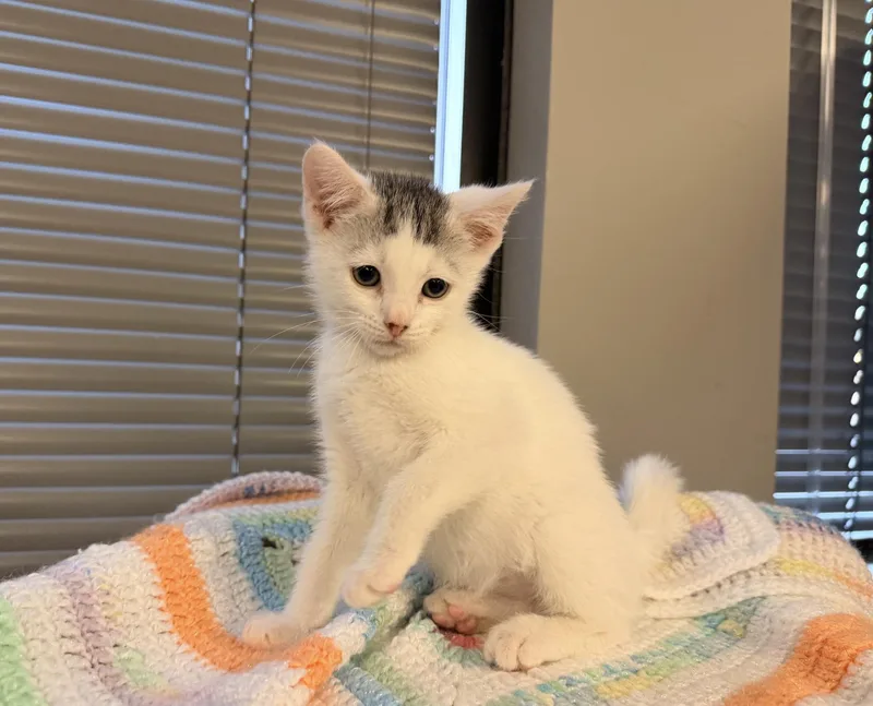 Elvis thumbnail 2