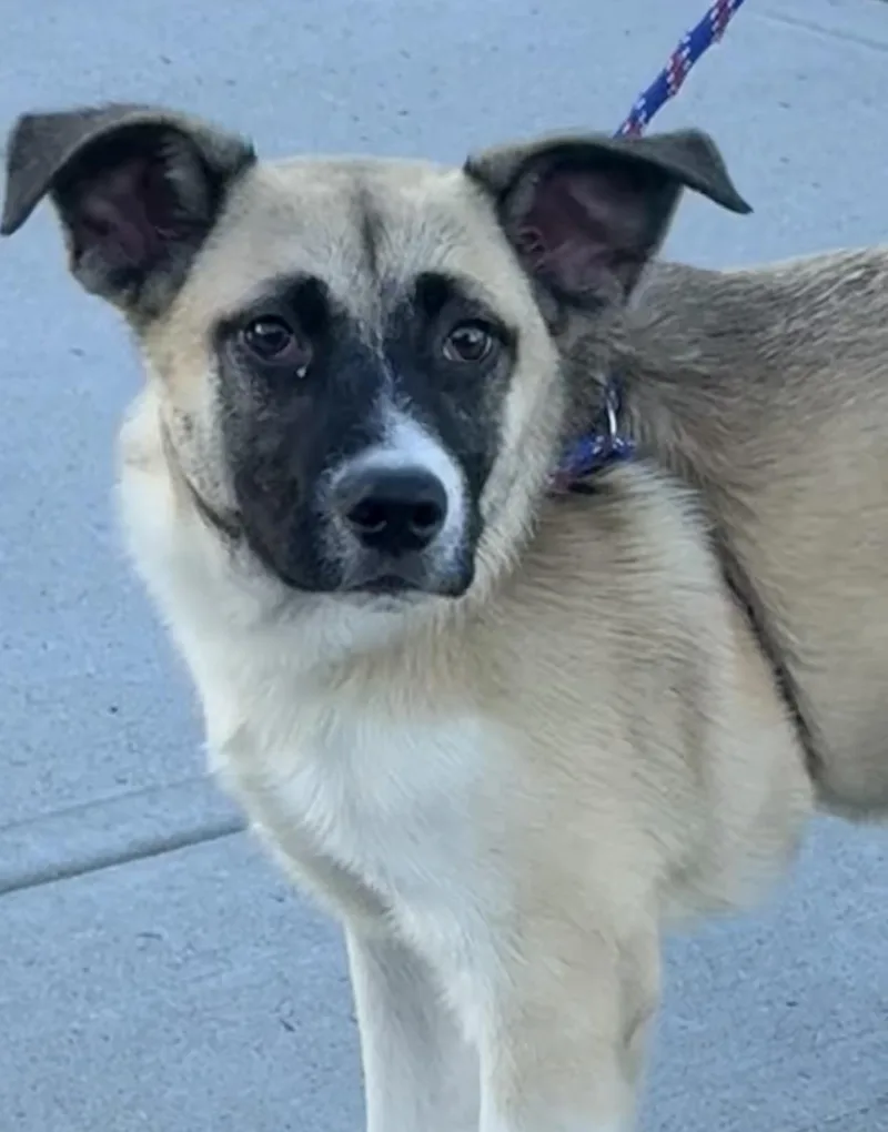 A baby medium-sized male Australian Cattle Dog / Blue Heeler dog named Heckles for adoption in Milford, CT
