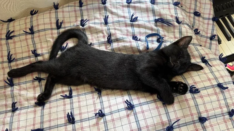 A baby small-sized male Domestic Short Hair cat named Alan for adoption in Ogden, UT