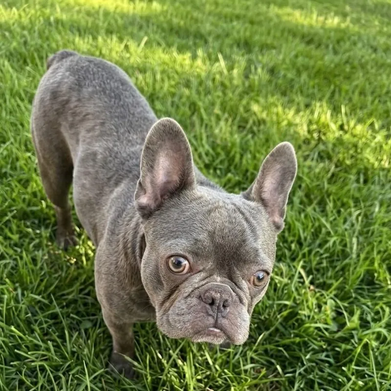 A young small-sized female Gray / Blue / Silver French Bulldog dog named Sugar for adoption in Boca Raton, FL