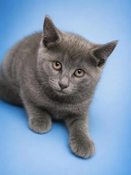 A baby small-sized male Domestic Short Hair cat named Nick for adoption in Bowling Green, KY