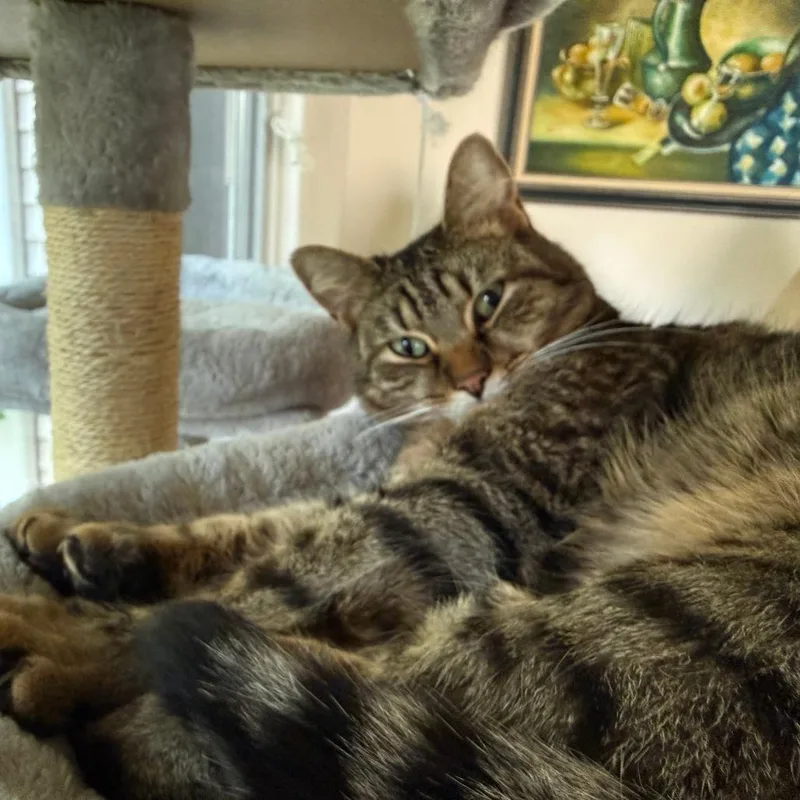 An adult small-sized male Domestic Short Hair cat named Ernie for adoption in Fairfax, VA
