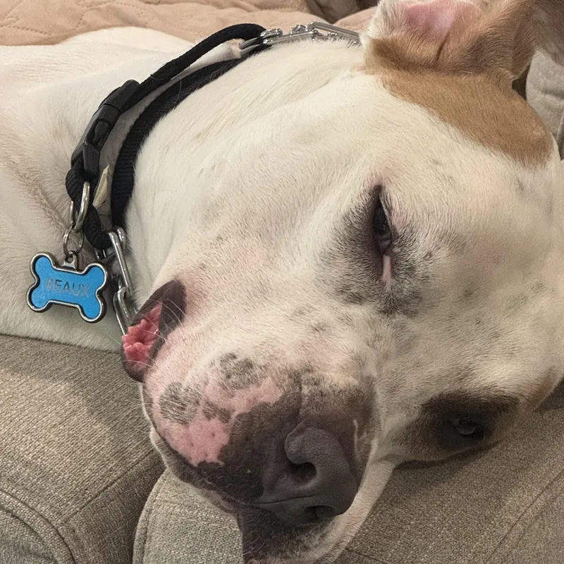 Beau