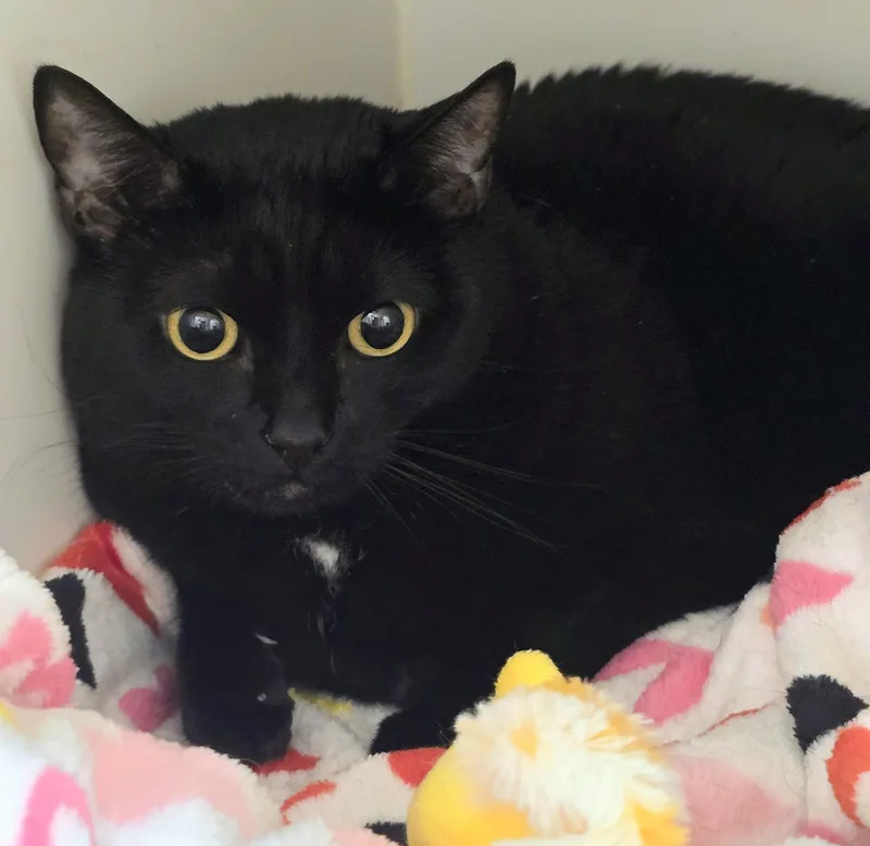 An adult large-sized female Black Domestic Short Hair cat named Coraline for adoption in Amityville, NY