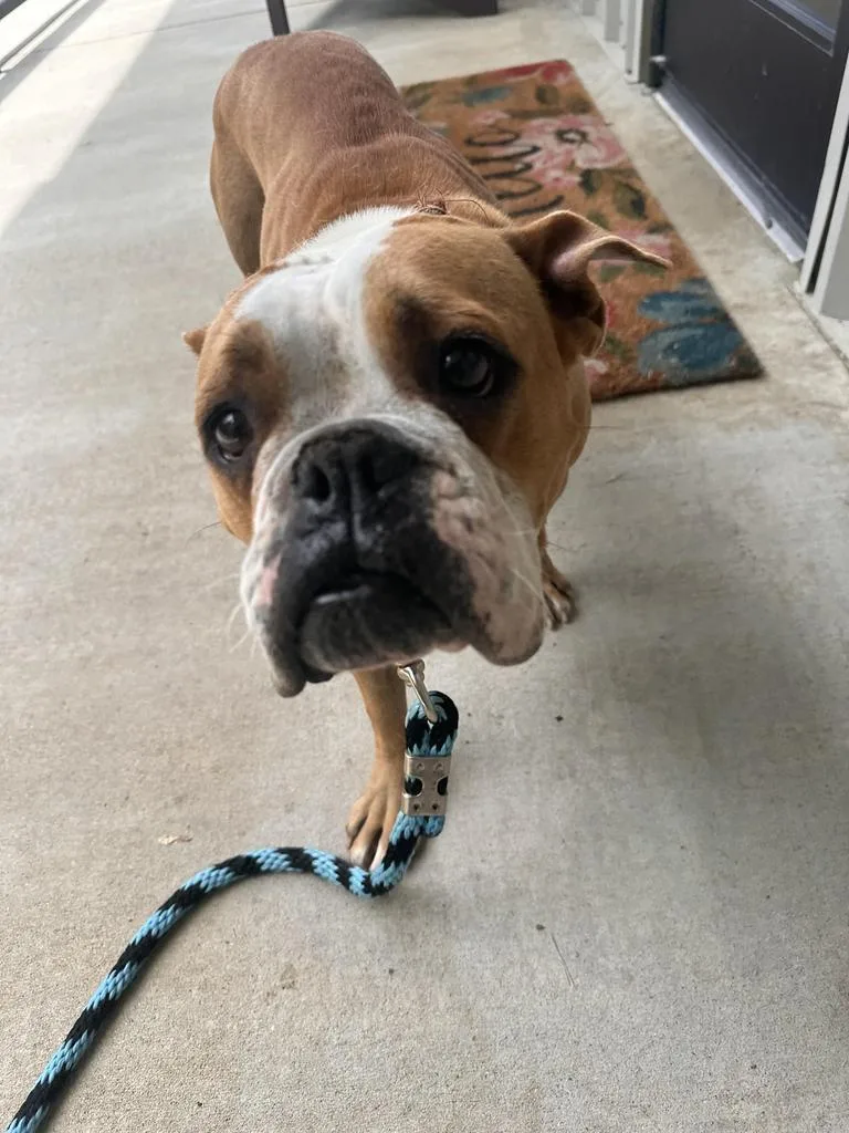 An adult large-sized female English Bulldog dog named Sugar for adoption in Lawrenceburg, TN