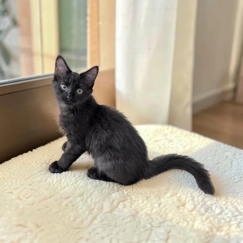 A baby medium-sized male Black Domestic Medium Hair cat named Parsley for adoption in Fort Worth, TX