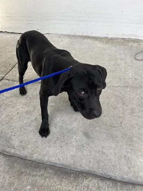 An adult large-sized male Terrier dog named Billy for adoption in Miami, FL