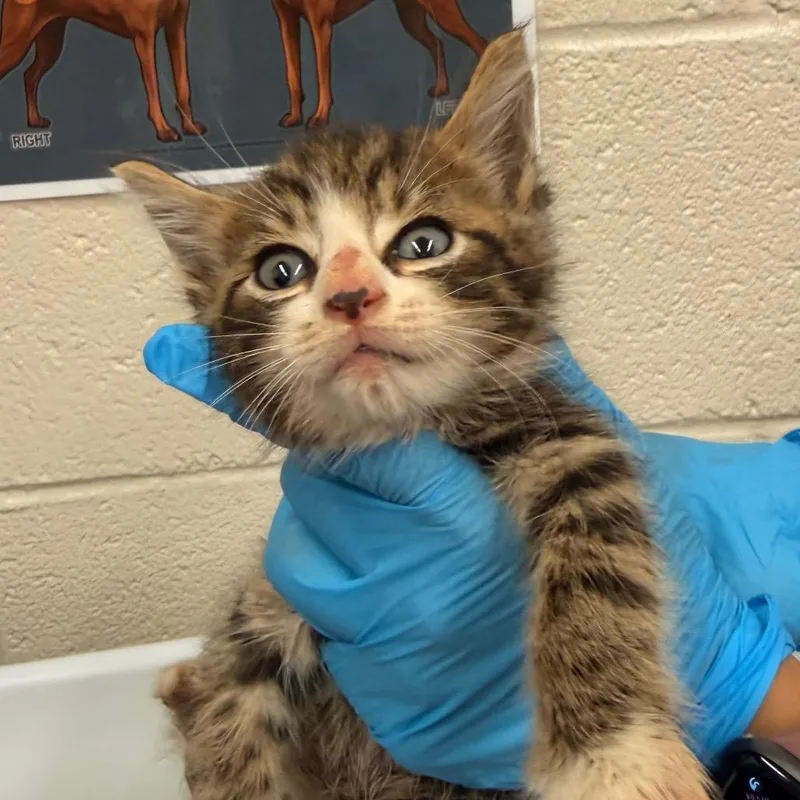 A baby small-sized male Brown / Chocolate Domestic Short Hair cat named Clawd Wolf for adoption in Birdsboro, PA