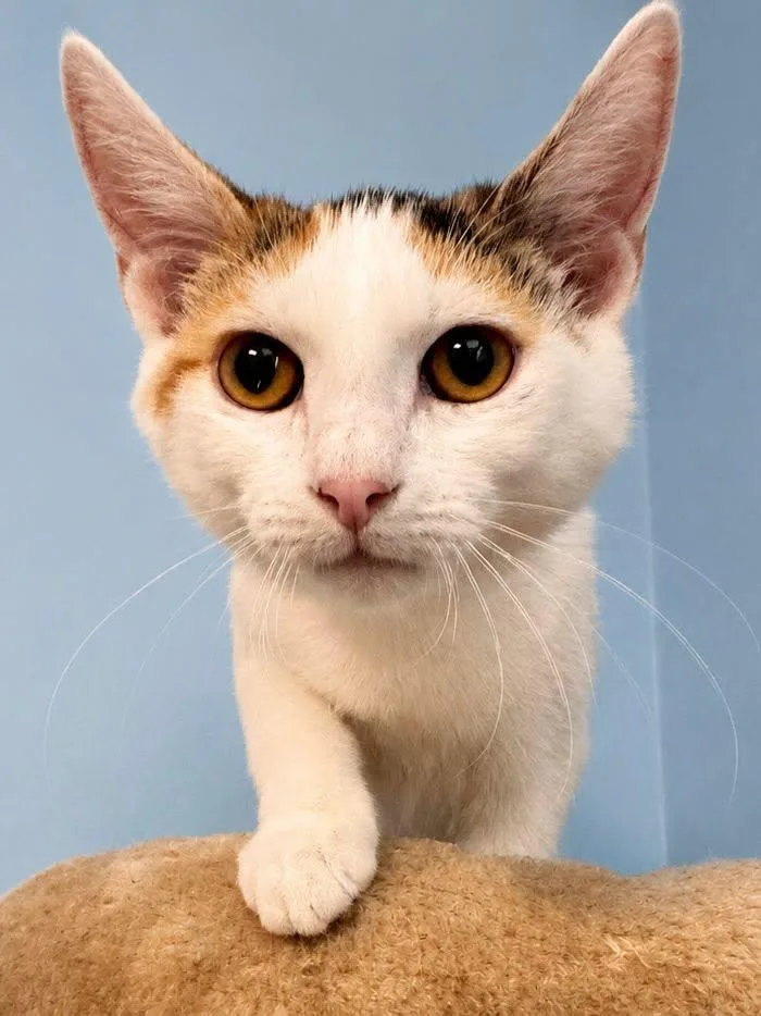 A baby medium-sized female Calico Domestic Short Hair cat named Lambchop for adoption in Sioux Falls, SD