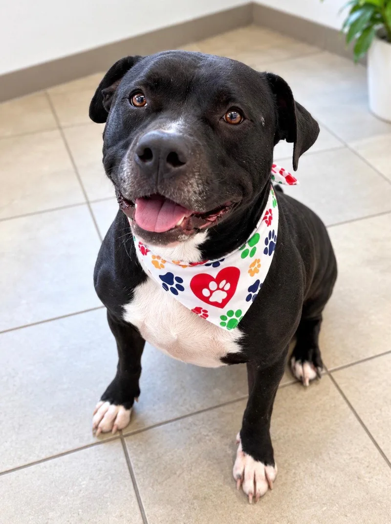 A senior large-sized male Terrier dog named Bubbs for adoption in Euless, TX