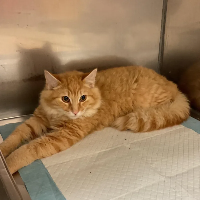A young medium-sized male Orange / Red Domestic Medium Hair cat named Creamsicle for adoption in Monroe, LA