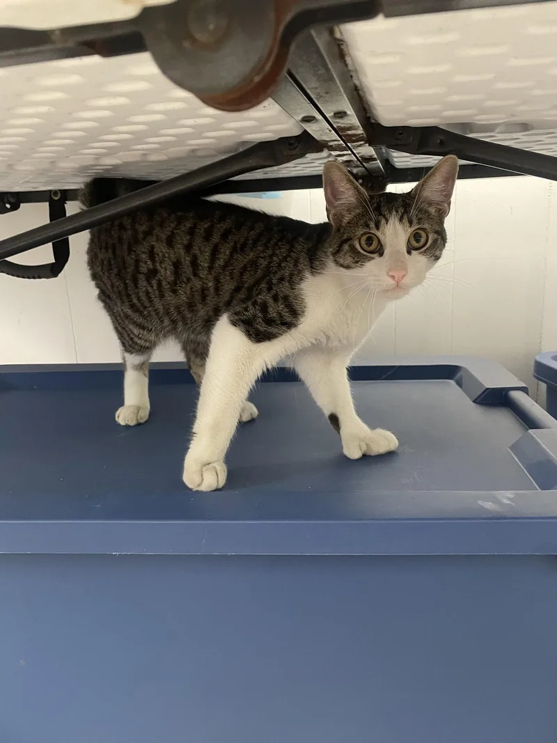 A young medium-sized male Domestic Short Hair cat named Squeak for adoption in Trenton, NJ