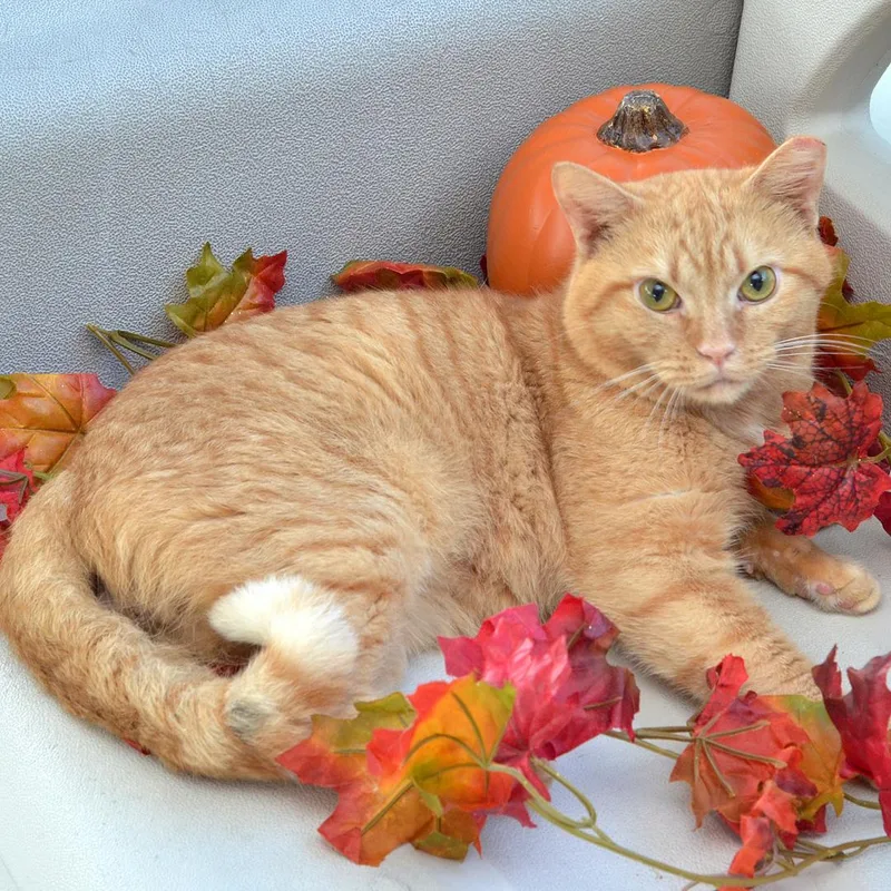 An adult medium-sized male Domestic Short Hair cat named Minccino for adoption in Sanford, FL
