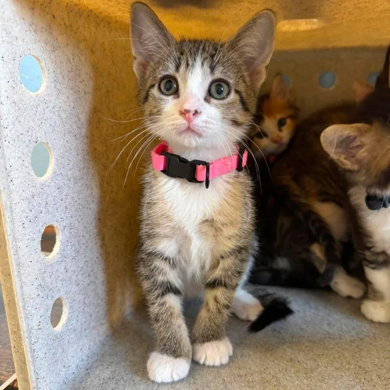 A baby small-sized female Brown / Chocolate Domestic Medium Hair cat named Squeaky Toy for adoption in Bastrop, TX