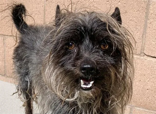 An adult small-sized male Black Silky Terrier dog named SAVE ME PLEASE Cromwell for adoption in San Marcos, CA