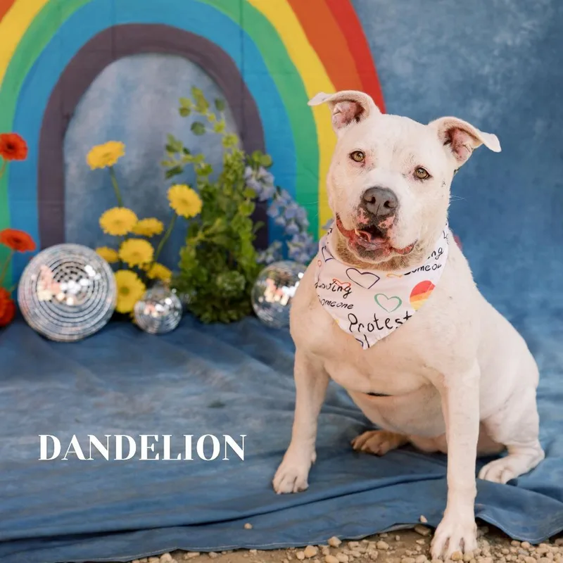 An adult large-sized female White / Cream Mixed Breed dog named Dandelion for adoption in Philadelphia, PA