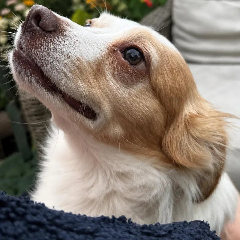 A young small-sized male White / Cream Mixed Breed dog named Gene Parmesan for adoption in San Francisco, CA