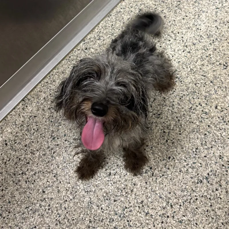 A young small-sized female Miniature Poodle dog named BMo for adoption in Newark, DE