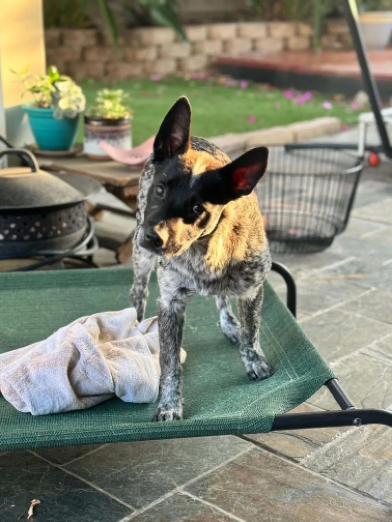 A baby medium-sized female Australian Shepherd dog named Norma Jean for adoption in La Verne, CA
